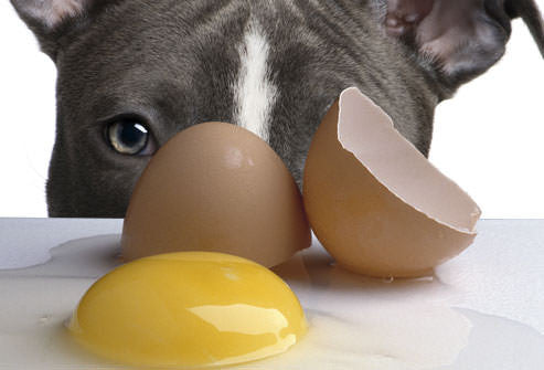 Food For Thought | Egg-cellent Eggs