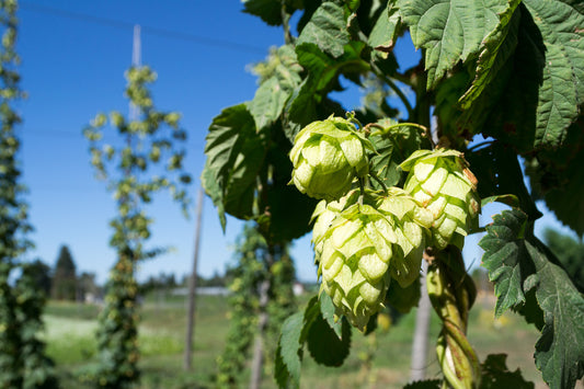 Hops, Drop & Roll