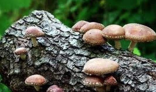 Fungi Facts: What You Need To Know About Mushrooms