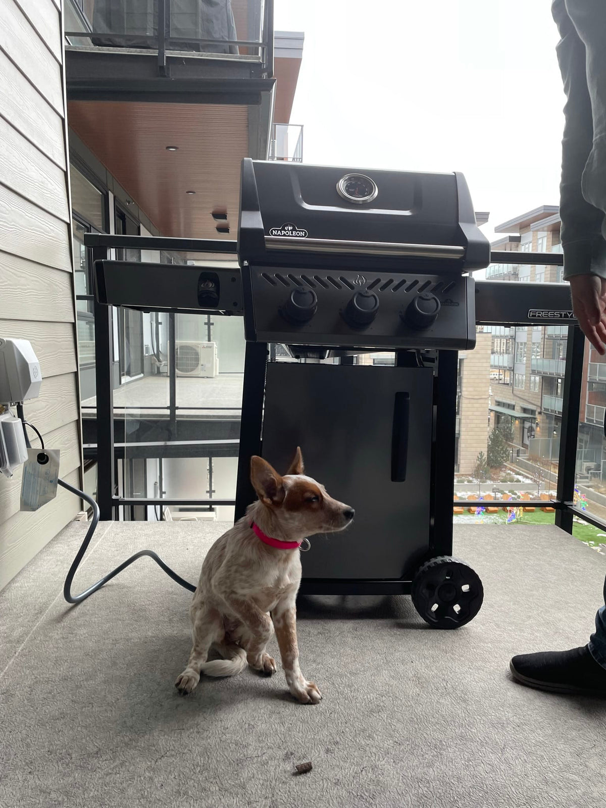 Napoleon Outdoor Cooking > Gas Grills > BBQs Napoleon Freestyle 365